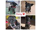 Adopt Daisy a Black Labrador Retriever, Weimaraner