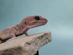 Adopt Ventress a Gecko