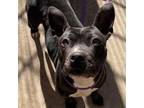 Adopt Penguin a Pit Bull Terrier, Mixed Breed