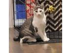 Adopt Zuma a American Shorthair