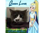 Adopt Queen Luna a Domestic Long Hair