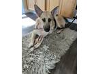 Adopt Hayzel a German Shepherd Dog