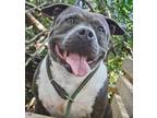 Adopt Sage a American Staffordshire Terrier