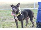 Adopt Olive - Adoptable a Pit Bull Terrier, Mixed Breed