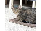 Adopt Riley a Tabby