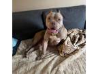 Adopt Gloria a American Bully