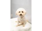 Adopt Lucky a Poodle