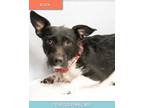 Adopt Eliza #A1176365 a Terrier