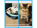Adopt Casper and Jasper a Maine Coon, Domestic Short Hair