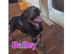 Adopt Bailey a Cattle Dog, Catahoula Leopard Dog