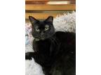 Adopt Bryanne (Bree-Ann) a Domestic Short Hair