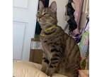 Adopt Princess Daisy a Tabby