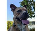 Adopt Zoe a Black Mouth Cur, Mixed Breed