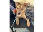Adopt Buffy a Black Mouth Cur, Terrier