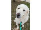 Adopt Winter a Great Pyrenees