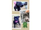 Adopt Eunice a American Staffordshire Terrier, Labrador Retriever