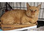 Adopt Merigold a Domestic Short Hair