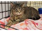 Adopt London a Tabby