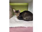 Adopt Minnie Mouse a Abyssinian, Domestic Short Hair