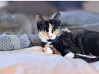 Adopt Miss "Daisy" a American Shorthair, Calico