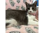 Adopt Rosie a Domestic Short Hair