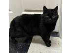 Adopt Midnight a Domestic Short Hair