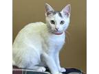 Adopt Pistachio a Domestic Short Hair