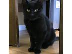 Adopt Selina a Domestic Short Hair