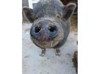 Adopt Sir Soy Chorizo (aka Chewy) *located in Ramona, CA a Pot Bellied