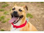 Adopt Meeny a Pit Bull Terrier