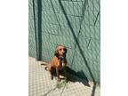 Adopt Copper a Redbone Coonhound