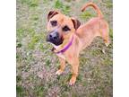 Adopt Creedence a Pit Bull Terrier, Boxer