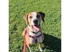 Adopt Taz a Hound