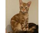 Adopt Rory a Tabby