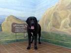 Adopt THOMAS-Special Needs a Black Labrador Retriever