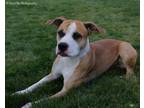 Adopt Kilo a American Staffordshire Terrier