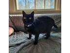 Adopt Tony and Angie a American Shorthair