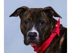 Adopt Amazon a Tennessee Treeing Brindle