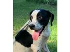 Adopt Snoopy a Pointer