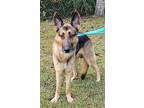 Adopt Rusty S. Urgently needs a foster or adopter a German Shepherd Dog