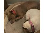 Adopt Feldspar a American Staffordshire Terrier, Bull Terrier