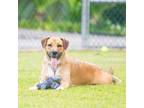 Adopt Echo a Mixed Breed