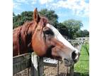 Adopt Chewbacca a Quarterhorse