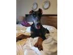 Adopt Fred a Doberman Pinscher