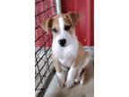 Adopt Archer a Terrier