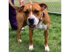 Adopt Phineas a Boxer