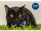 Adopt CHARLES (Very Clever) a Domestic Short Hair