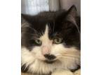 Adopt GROUCHO (Dignified Gentleman) a Domestic Long Hair