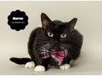 Adopt MARCO (Inquisitive and Brave) a Domestic Short Hair