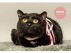 Adopt SABRINA (Gentle and Delicate) a Domestic Short Hair